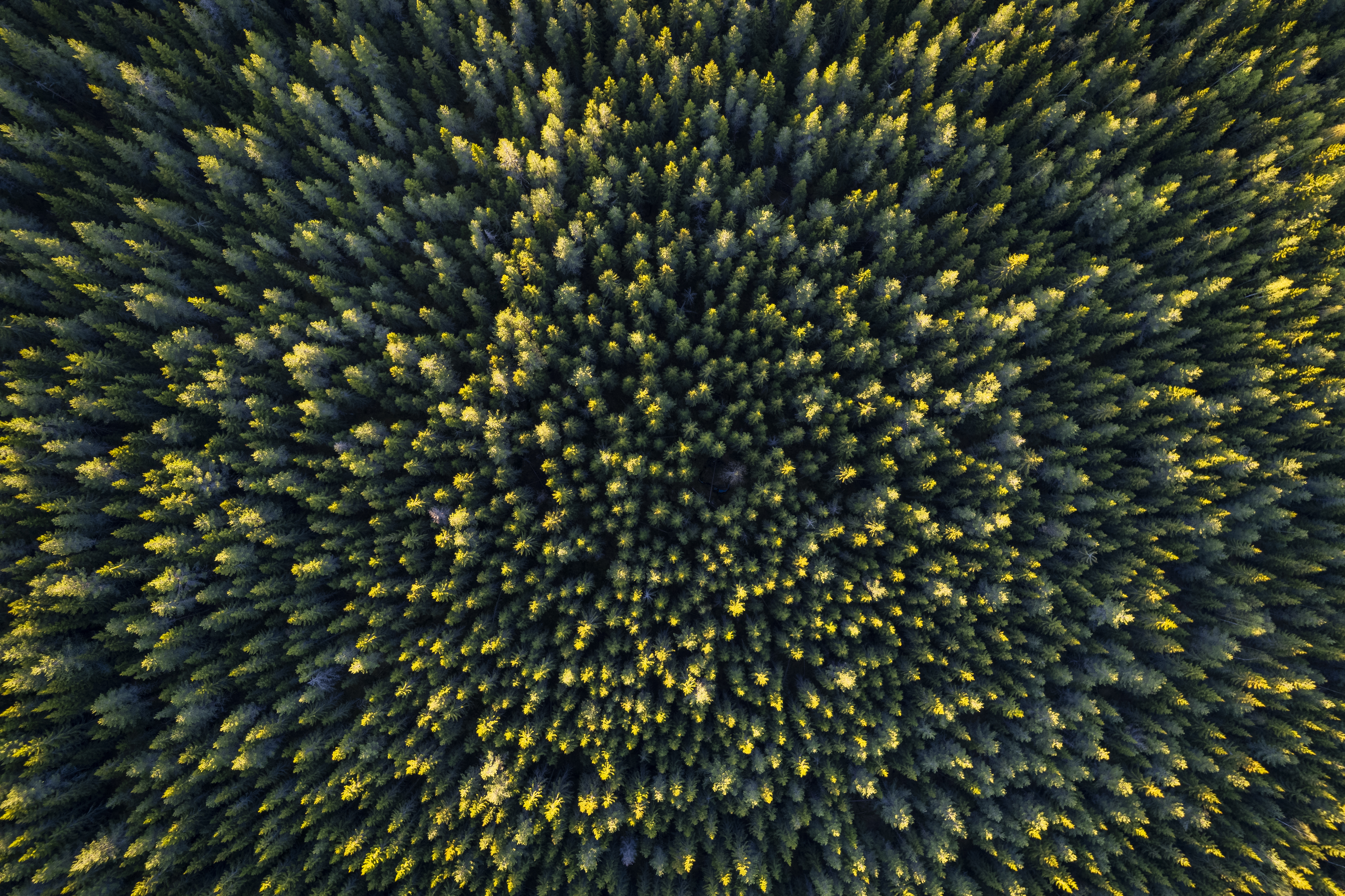 Aerial top-down view of a dense conifer forest with sunlit treetops.