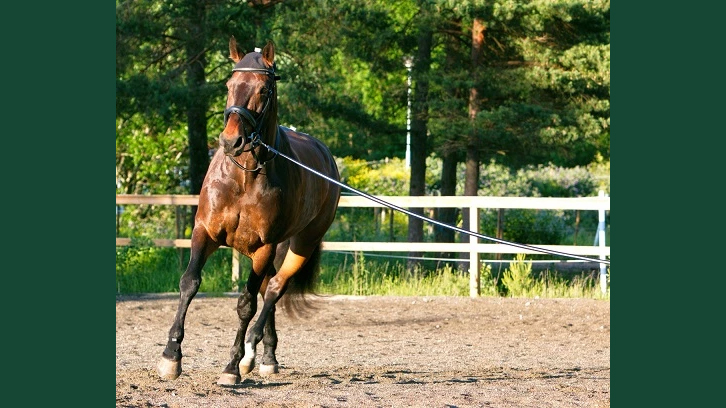 Foto av en häst som longeras utomhus på en ridbana.