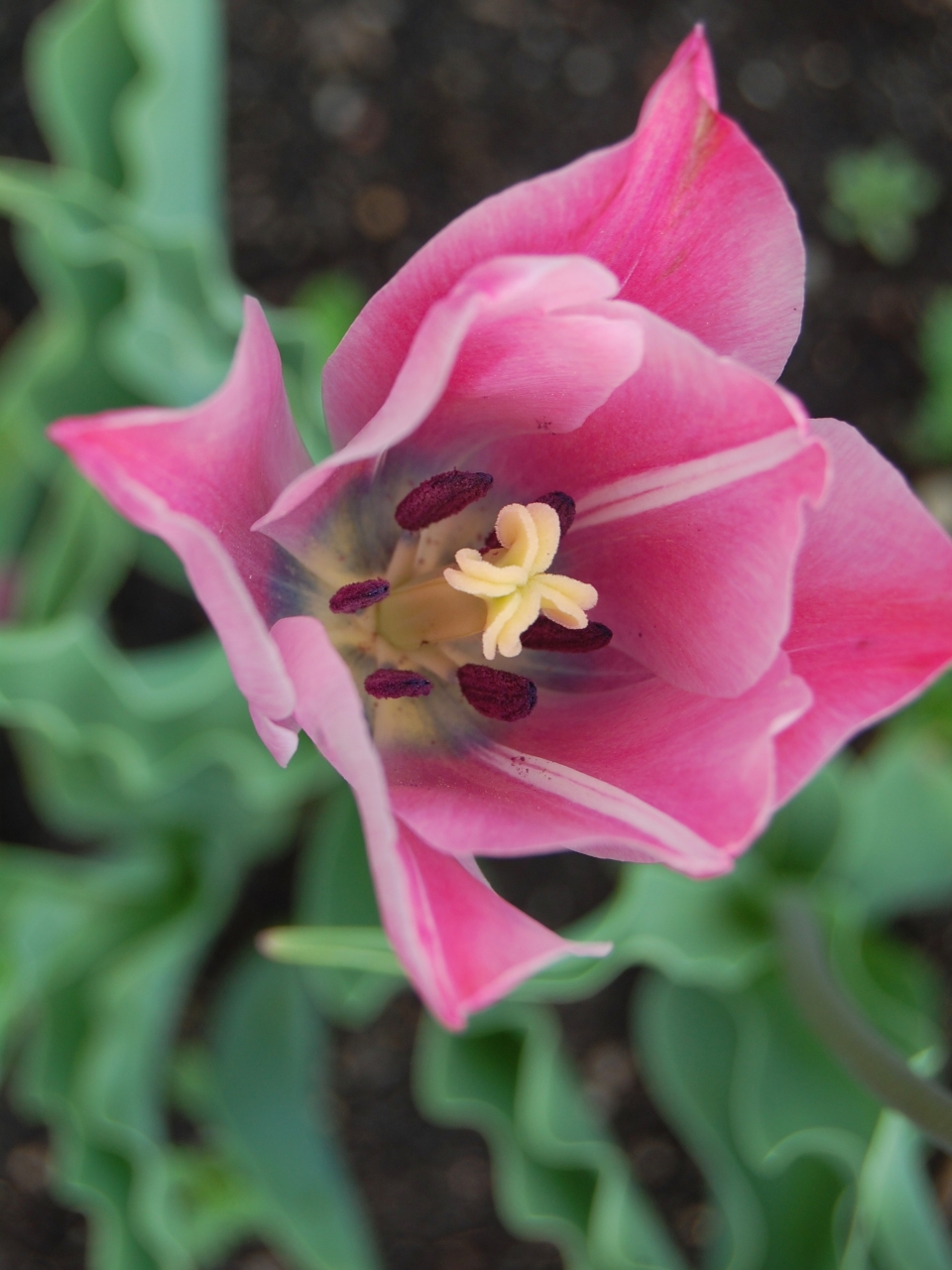 Närbild av Grönt kulturarv®s-tulpanen 'Ester'. I bild syns en rosa blomma uppifrån. Inuti syns mörkt rostiga ståndare med en gul pistill, blombladen är inåt mitten lilablå i färgen och i de inre blombladen går ett vitt streck i lodrät riktning. I bakgrunden anas öppen jordyta och något vågiga gröna blad.