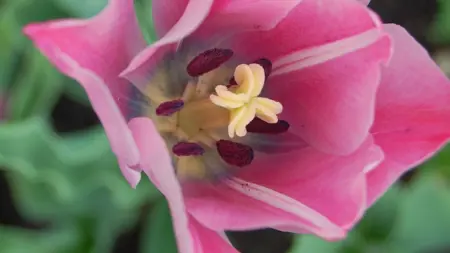 Närbild av Grönt kulturarv®s-tulpanen 'Ester'. I bild syns en rosa blomma uppifrån. Inuti syns mörkt rostiga ståndare med en gul pistill, blombladen är inåt mitten lilablå i färgen och i de inre blombladen går ett vitt streck i lodrät riktning. I bakgrunden anas öppen jordyta och något vågiga gröna blad.