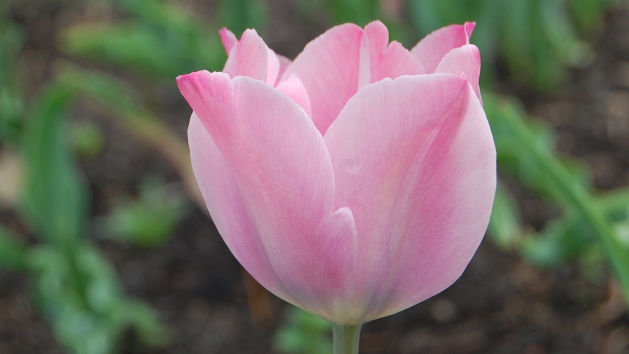 Närbild av Grönt kulturarv®s-tulpanen 'Ester'. I bild syns en rosa blomma från sidan, i botten av blombladen anas en svagt gul nyans som övergår i svagt blått. I bakgrunden suns grönt bladverk och öppen jord.