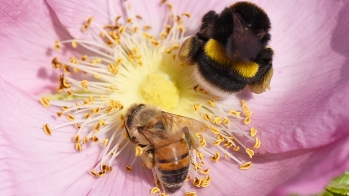 Bee and bumblebee in flower.