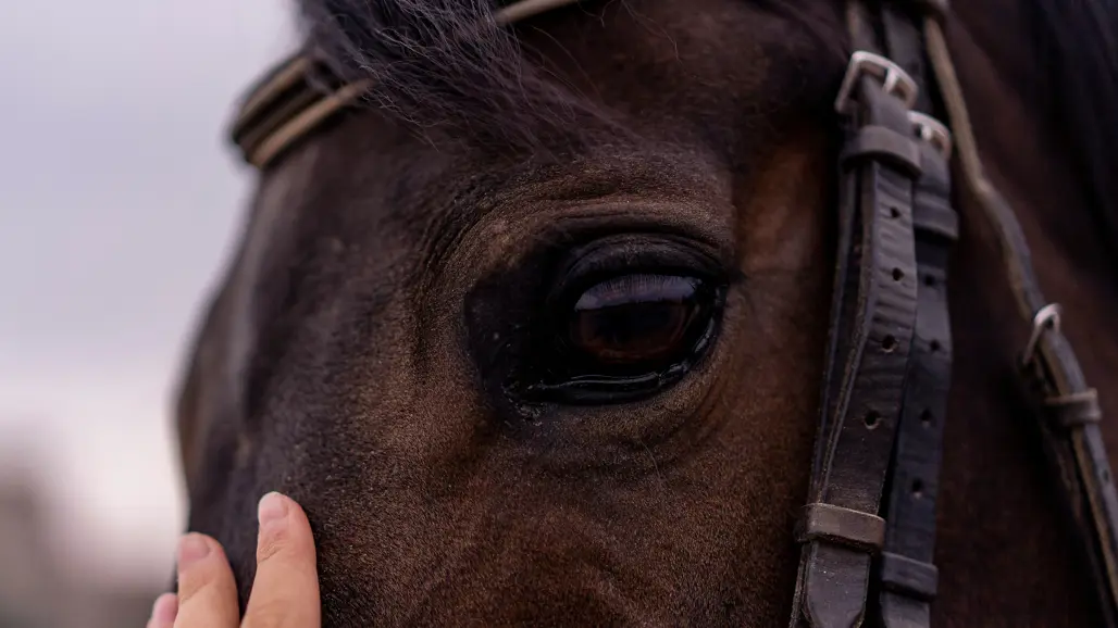Close-up of woman putting her hand on the nose of a horse.