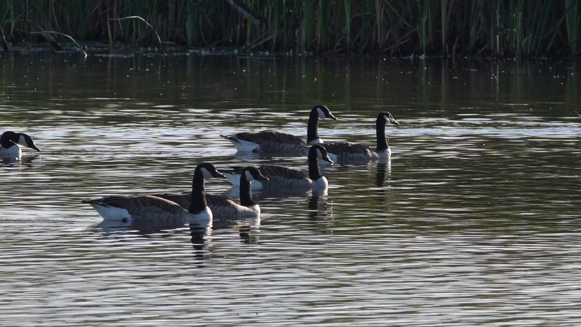 Vattenfåglar simmar i grupp i vattendrag. Foto