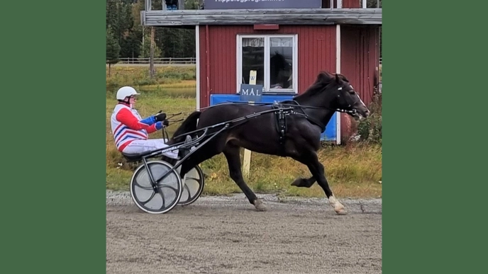 Photo of a cold-blooded stallion trotting on a racetrack in front of a coachman.