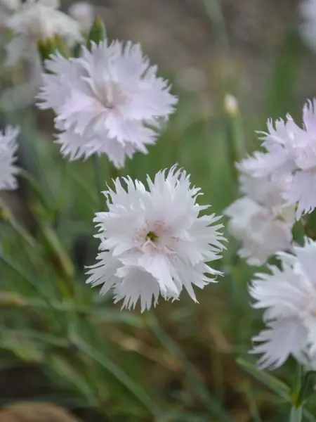 Närbild av Grönt kulturarv®s fjädernejlikan 'Frösön', de fjäderlika blombladen med fjunigt rosa mitt tycks sväva över det gröna bladverket i bakgrunden.