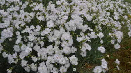 Grönt kulturarv®s fjädernejlikan 'Frösön' blommar i mängd med sina fjäderlika vita blommor med krämvit mitt. Inemellan syns outslagna knoppar och det mintgröna bladverket.