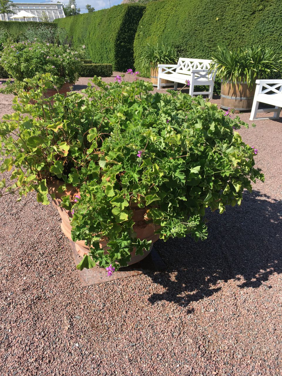I blickfånget: doftpelargon | slu.se