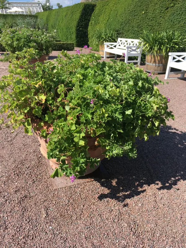 På en innergård står en stor trätunna med en frodig pelargonplanta.