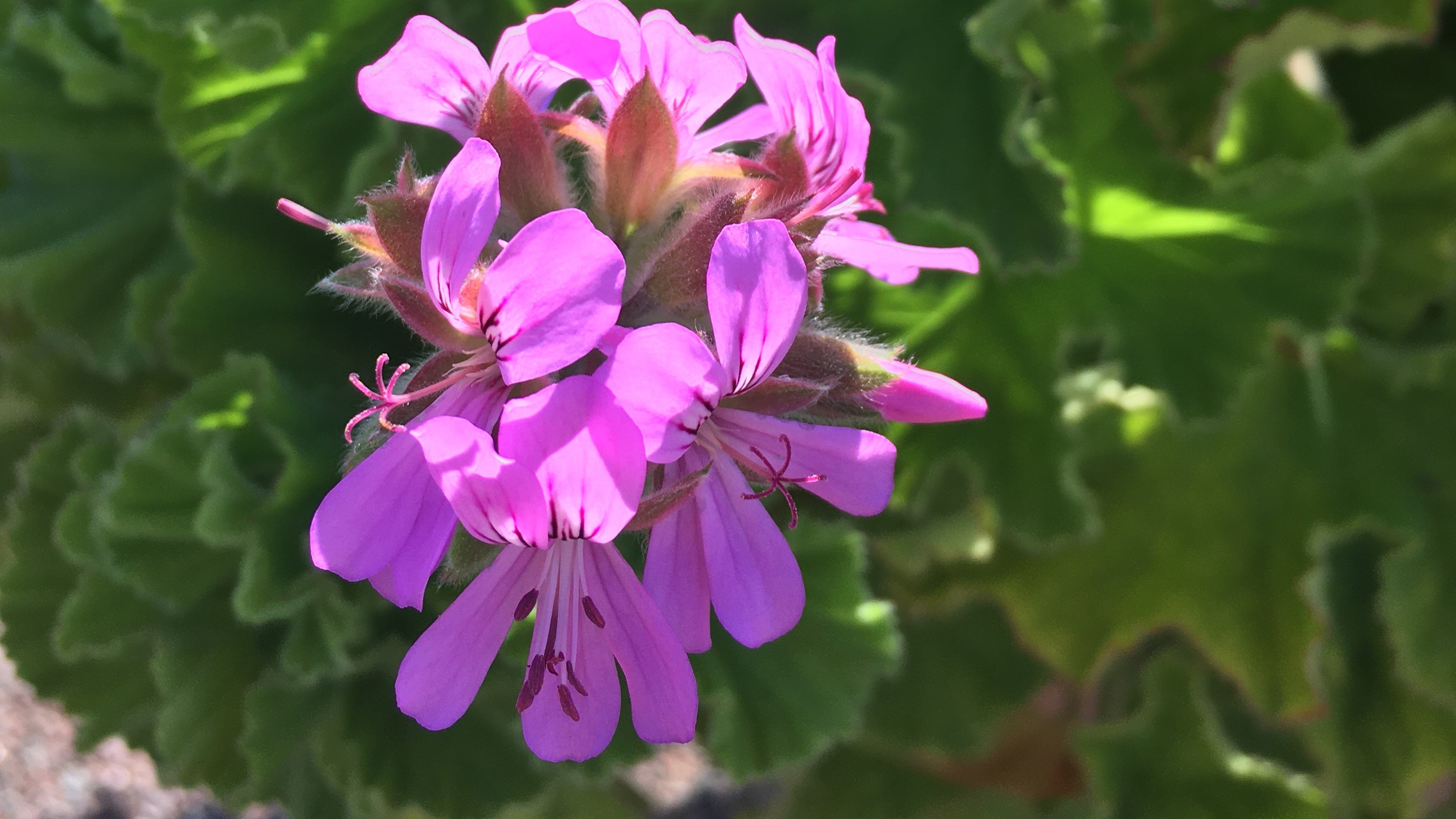 Närbild av en rosa blomma på en doftpelargonplanta. 