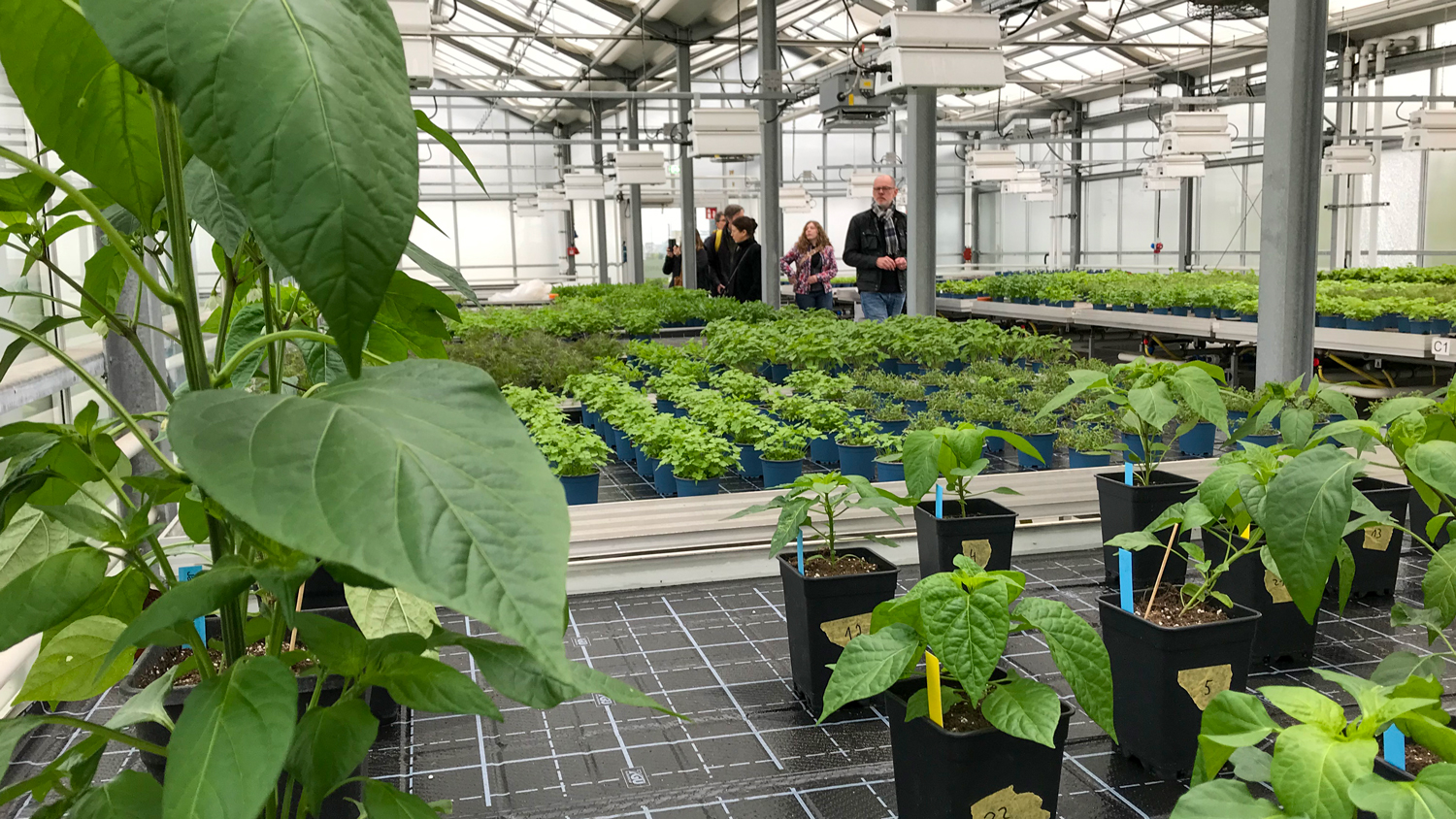 Some people are walking around in a big greenhouse. Photo.