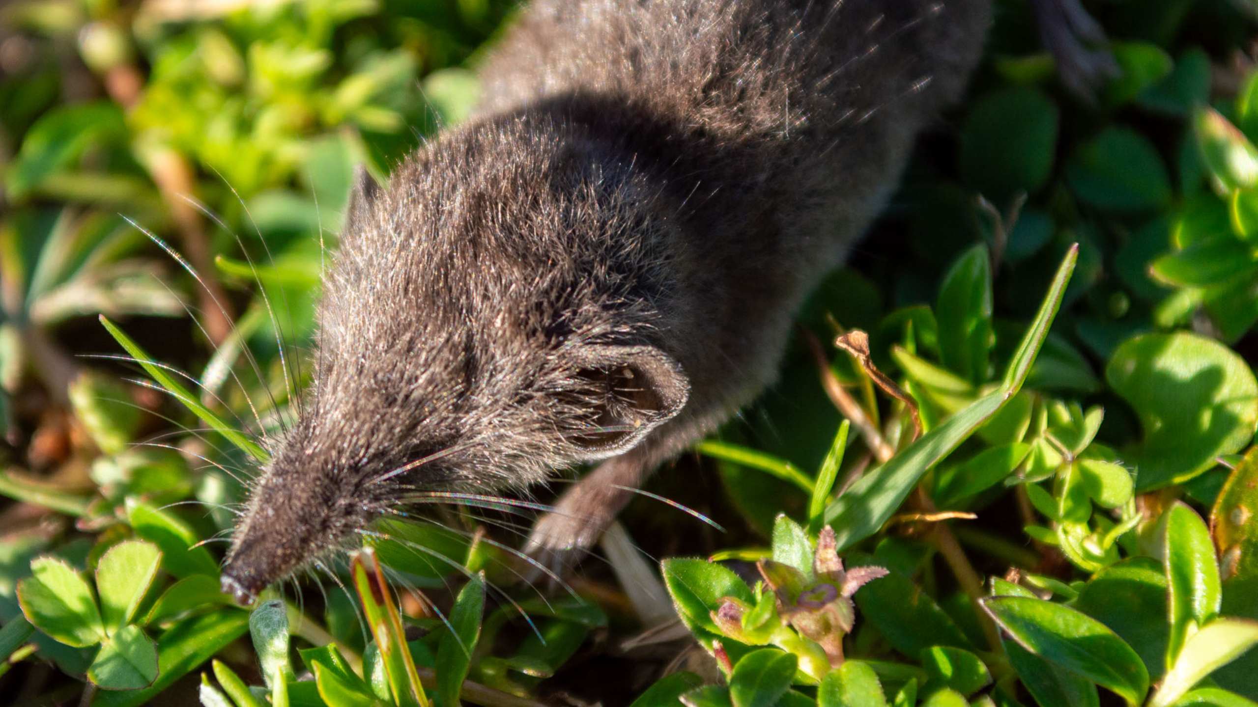 Grey-brown mouse with a pointed nose. The mouse is lying on grass.