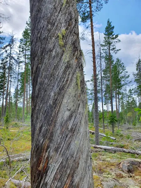 Dött stående träd.