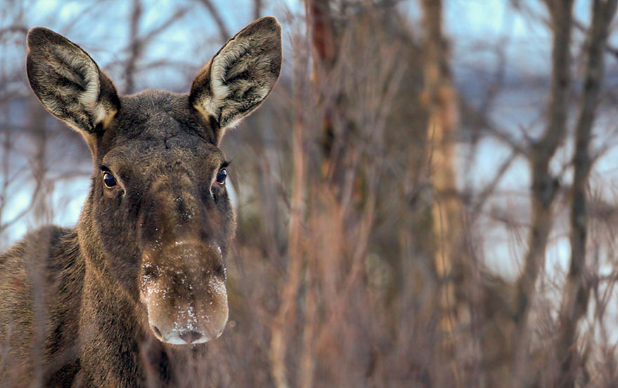 Moose in forest. 
