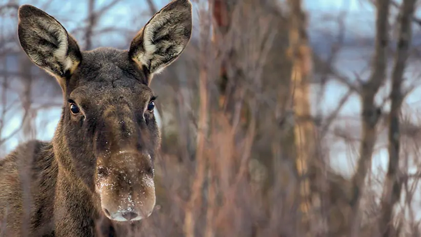 Moose in forest.