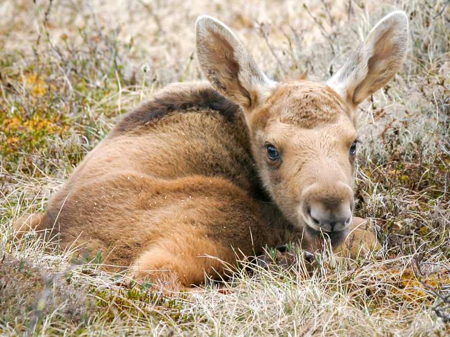 moose calf lying down.