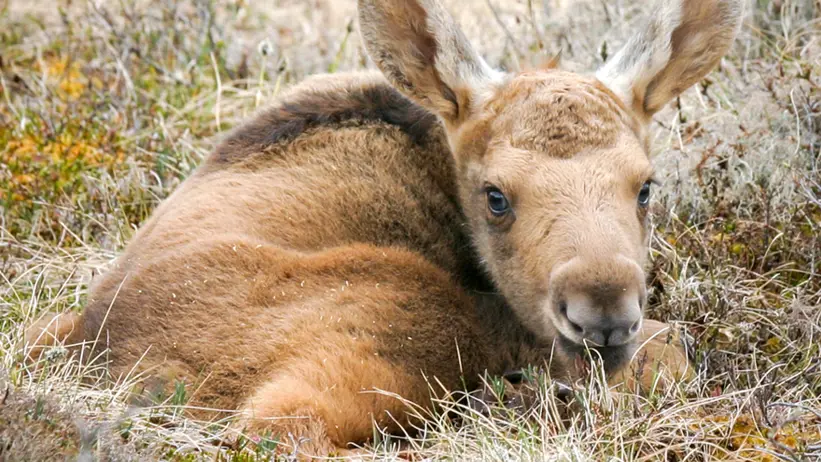 moose calf lying down.