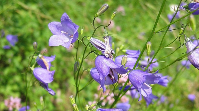 Blå blommor i gräs