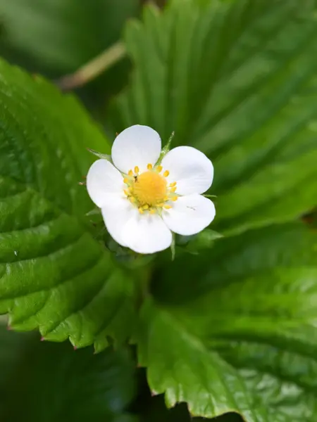 Foto av Grönt kulturarv®s smultron 'Norrlands smultron'. Fotot visar en vit blomma med fem löst sittande kronblad, mellan kronbladen syns foderbladen som små spetsar. Ståndare och pistiller är gula, pistillerna svävar som en krans kring ståndaren. Tre gröna blad med tydliga ådringar och naggade bladkanter ramar in blomman.
