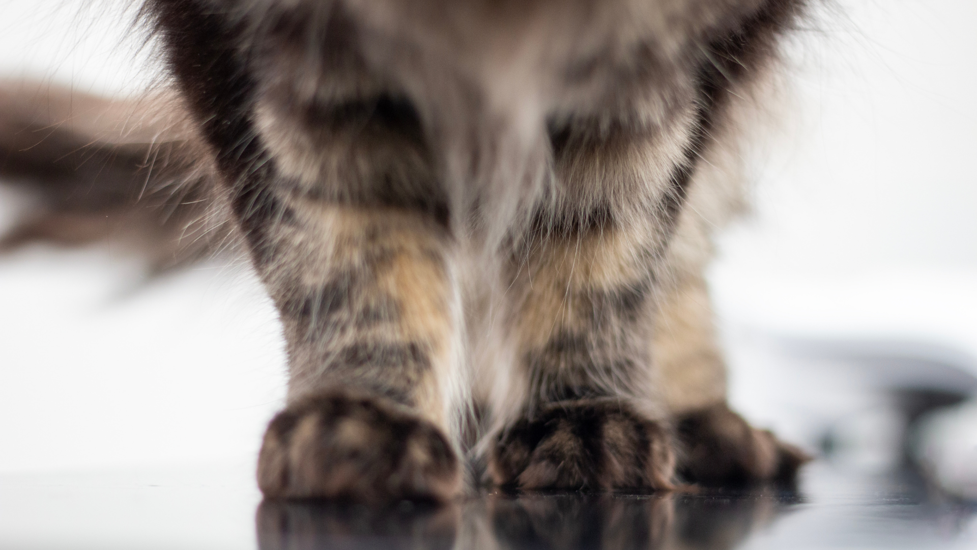  Close-up of a cat's paws. The cat has dark brown fur.