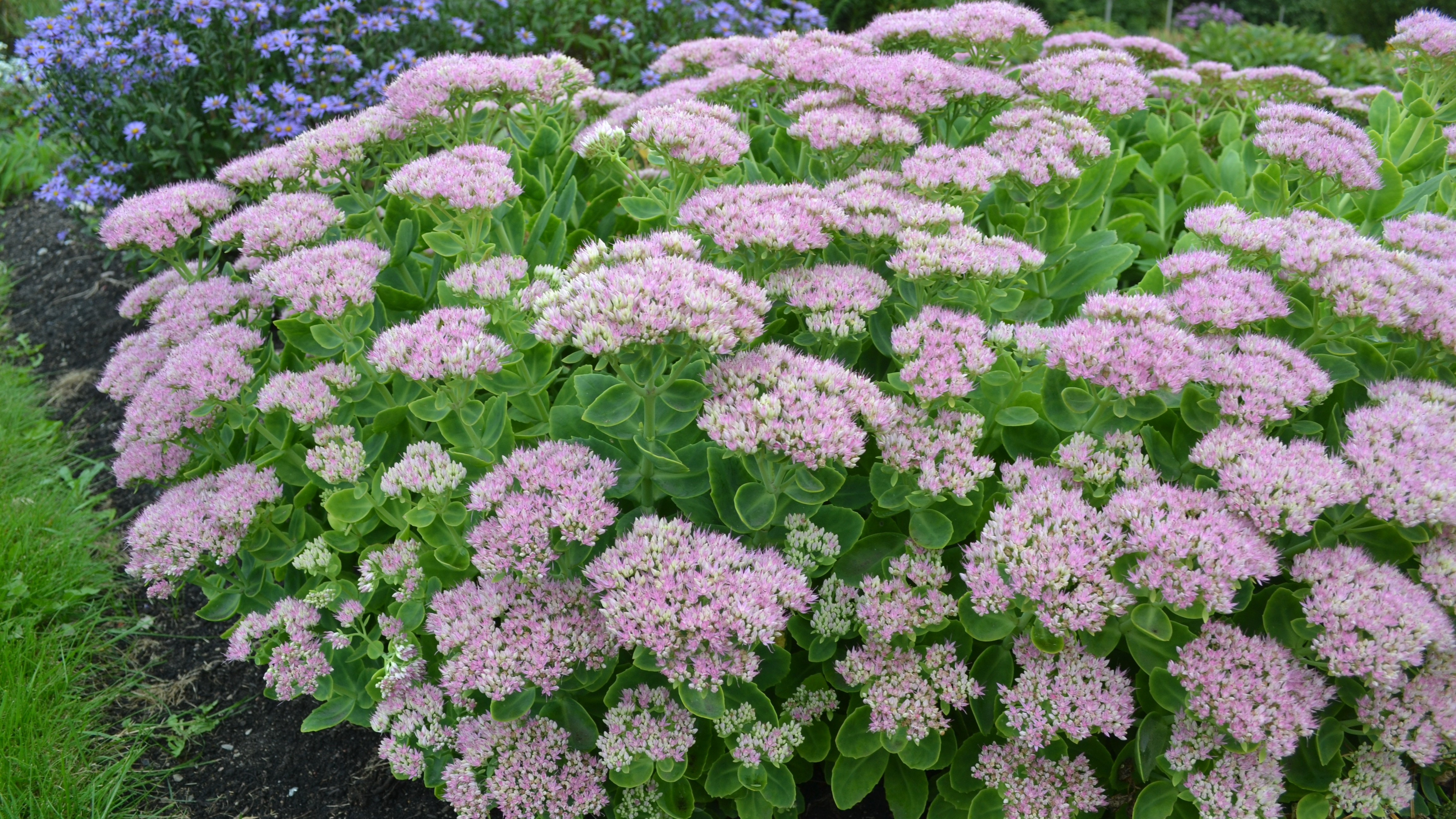 Närbild av en blommande planta. Plantan blommar med rosa blommor. 
