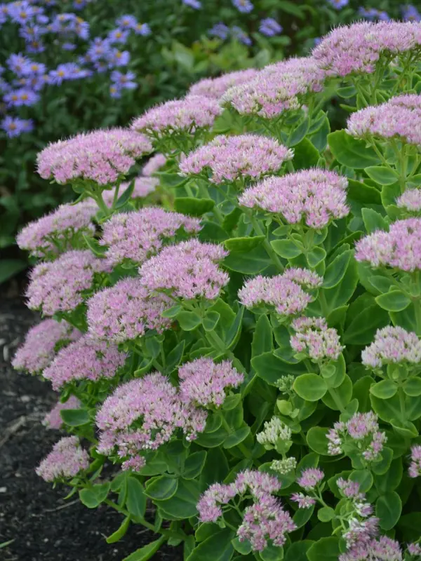 En blommande planta av kinesisk kärleksört 'Granlunda'. Sorten har ljust gröna blad och rosa blommor.