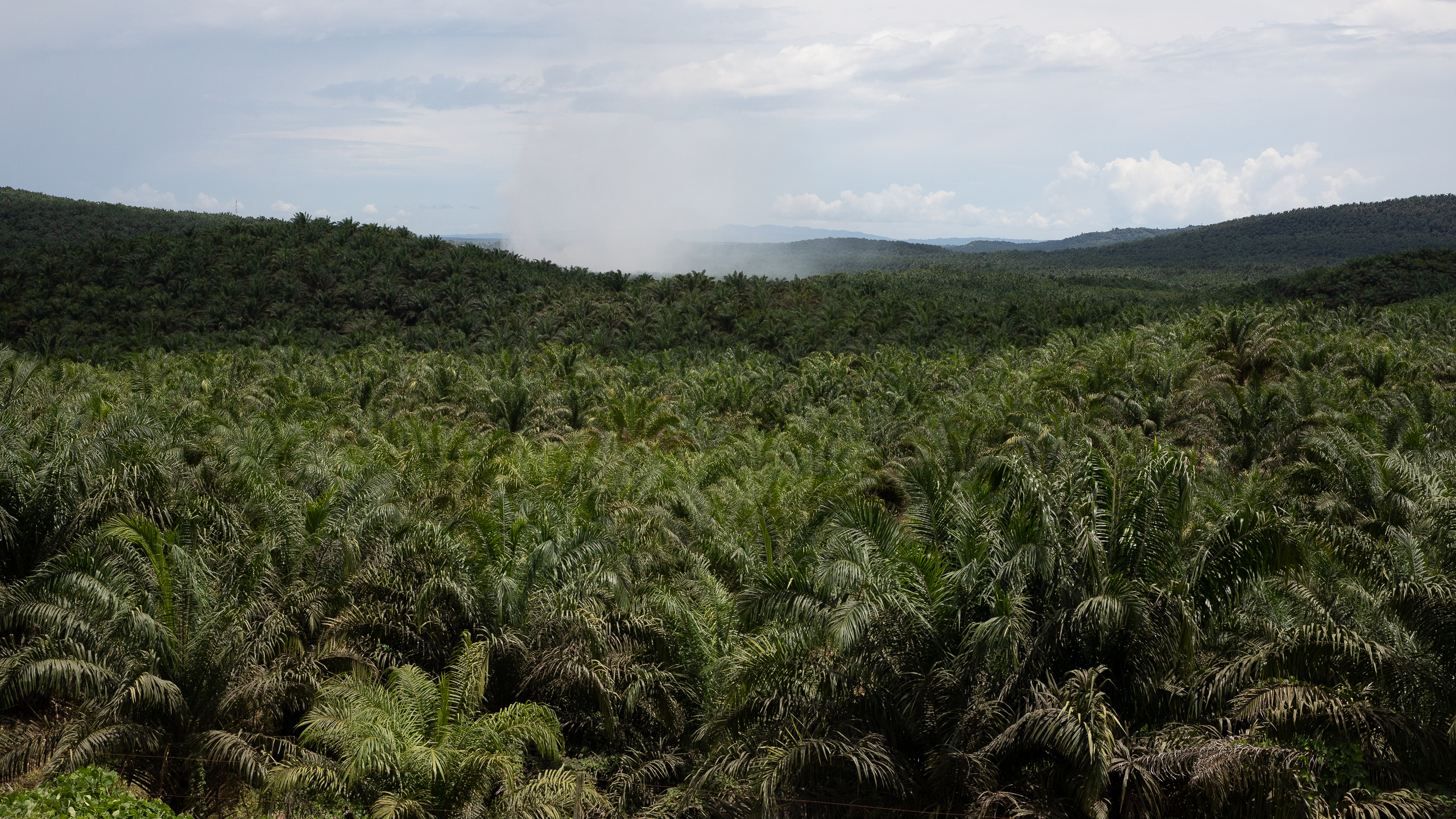 Oil palm plantation.