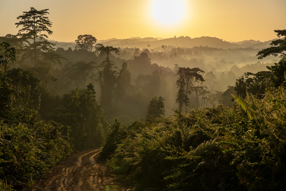 sunrise over the rain forest