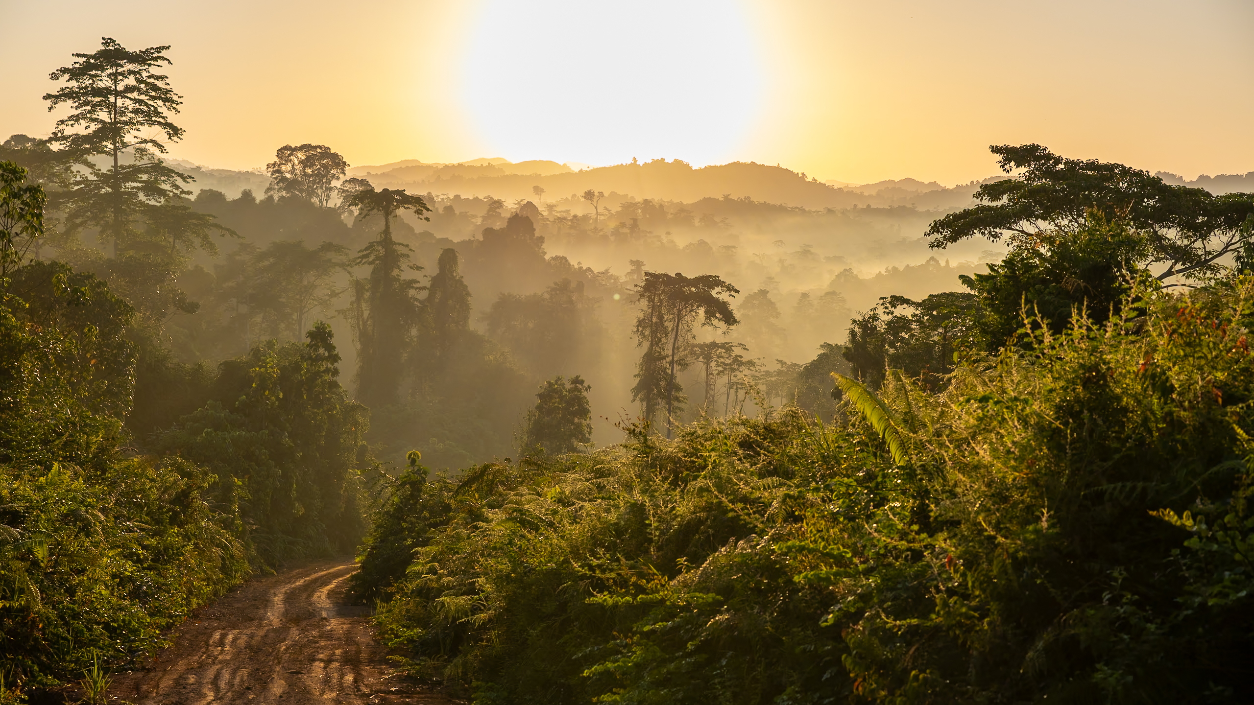 Sunrise over rainforest.
