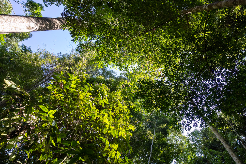 canopy from below