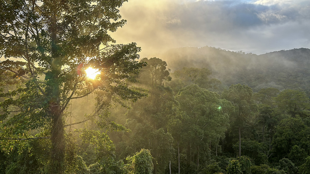sun going down in rain forest