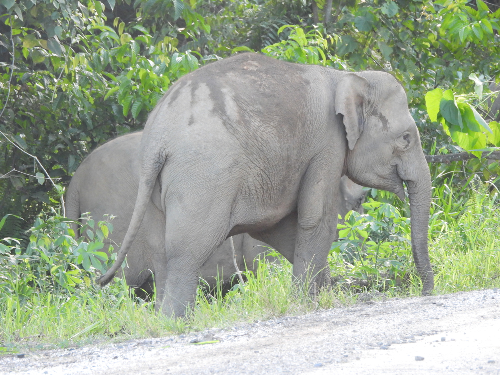 two elephants