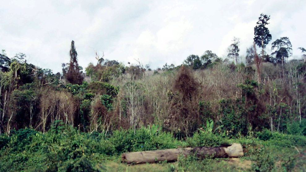 Forest that has burned.
