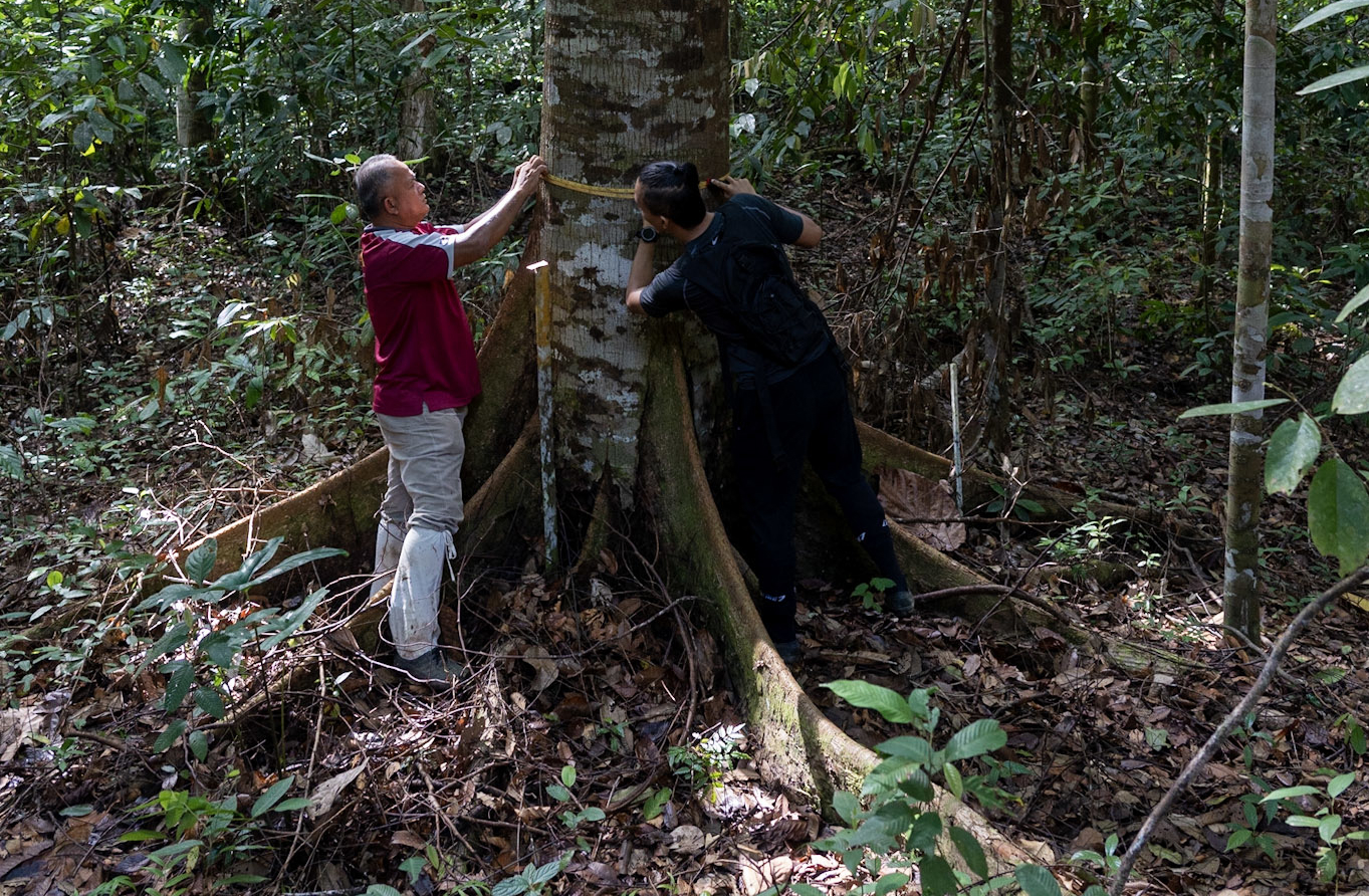two men measuring a tree
