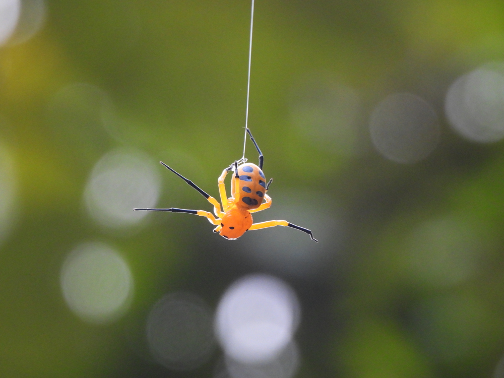 spider