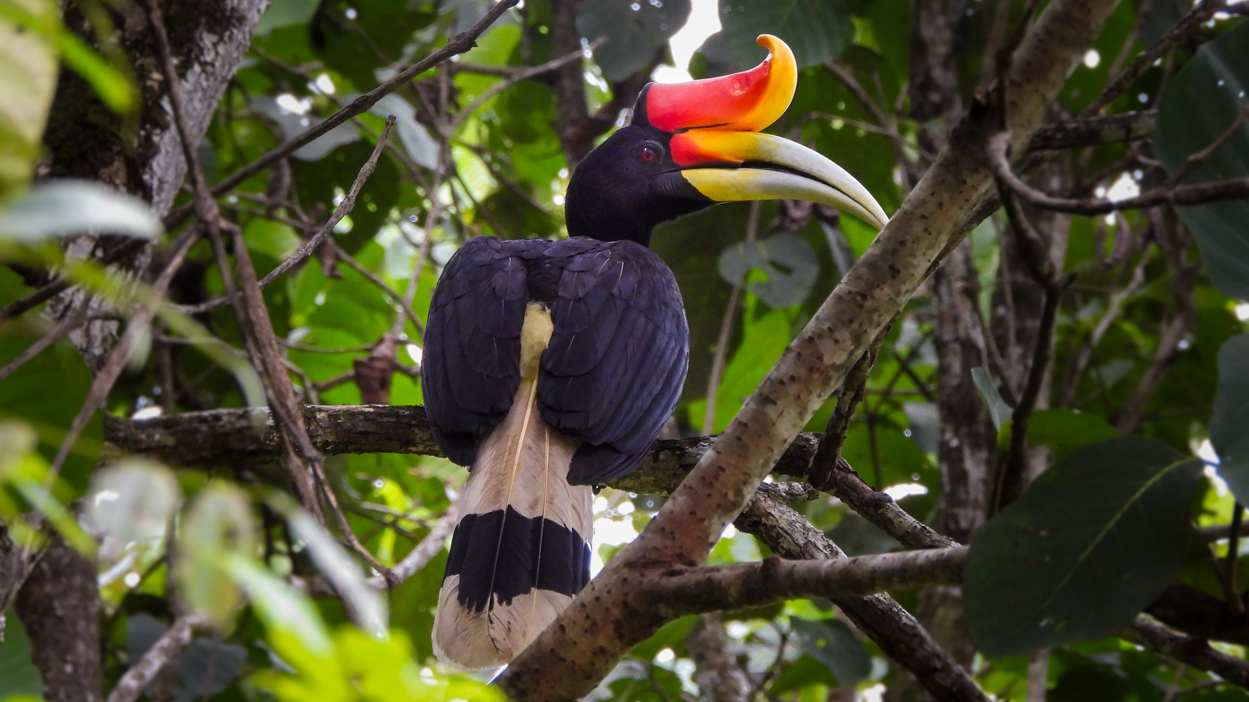 Rhinoceros hornbill perched on a branch in the tropical rainforest of Borneo.