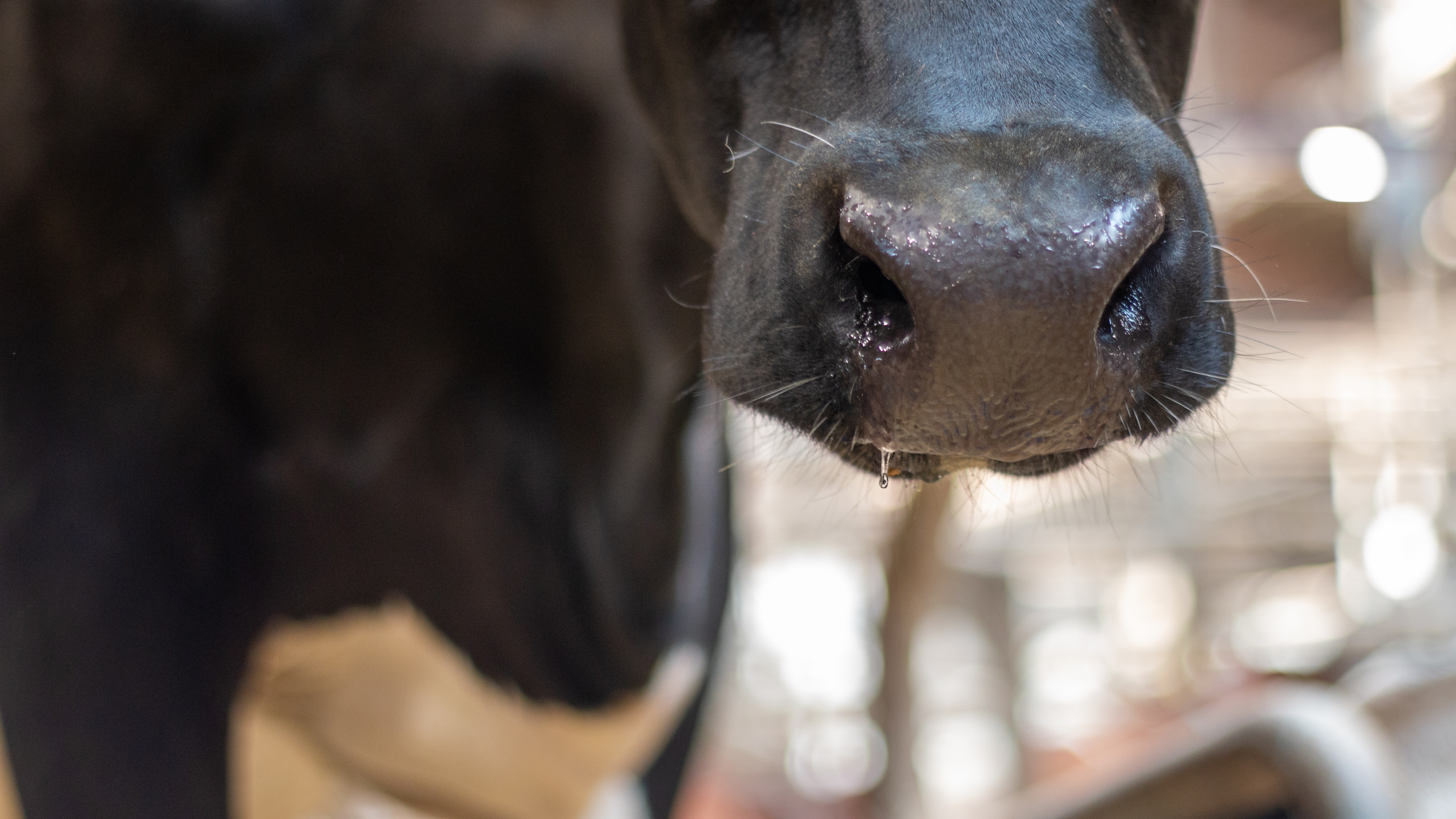 Photo of the muzzle of a Swedish dairy cow.
