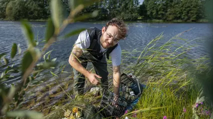 En person i vadarbyxor står vid strandkanten och hanterar kräftburar fyllda med små rör, med en sjö och träd i bakgrunden.