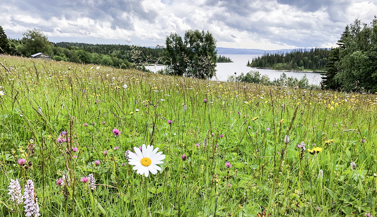 Vit blomma i gräs. Foto