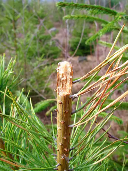 En tall som uppvisar betesskador.