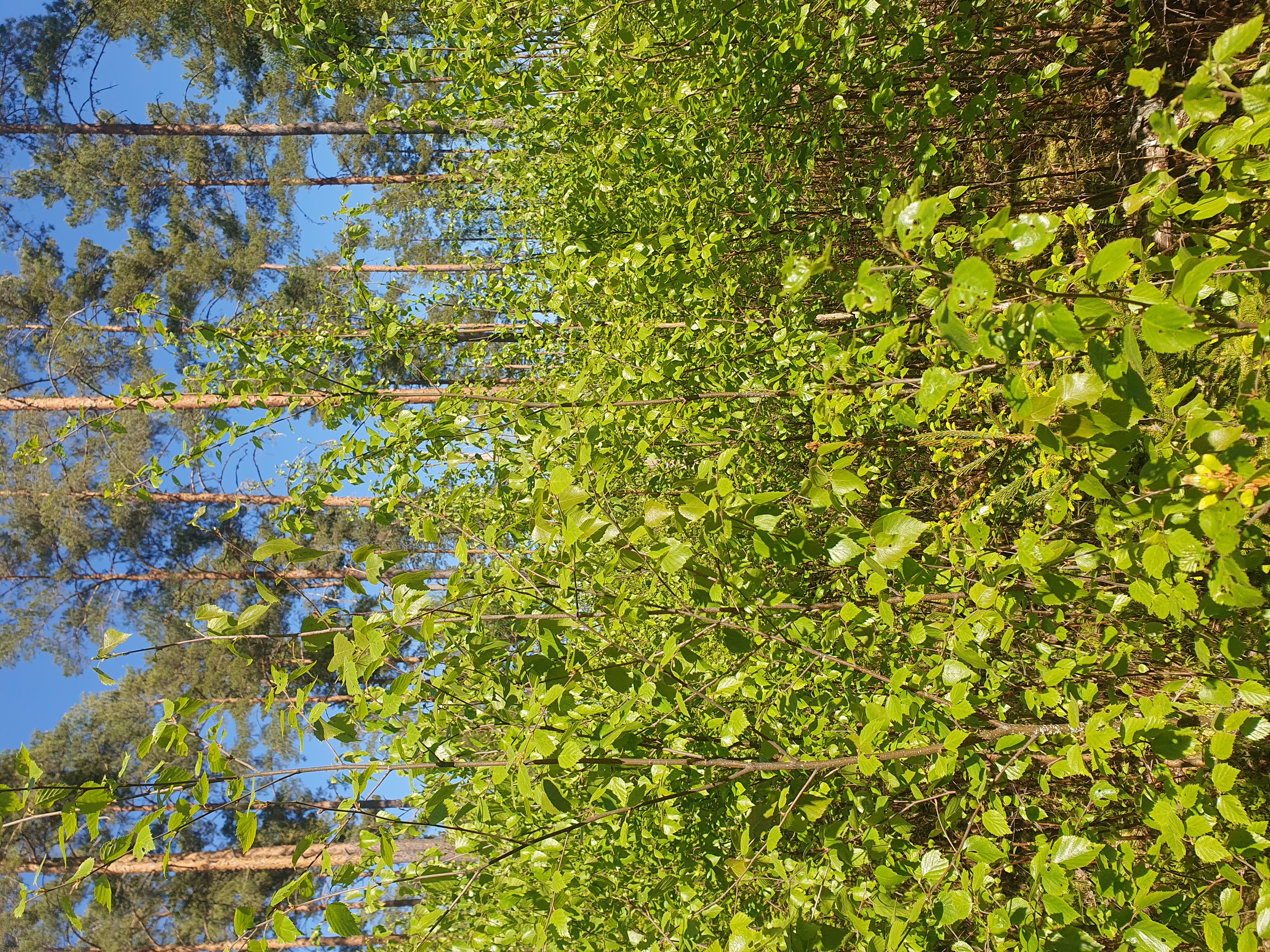 Ung lövskog och äldre barrskog. Foto.