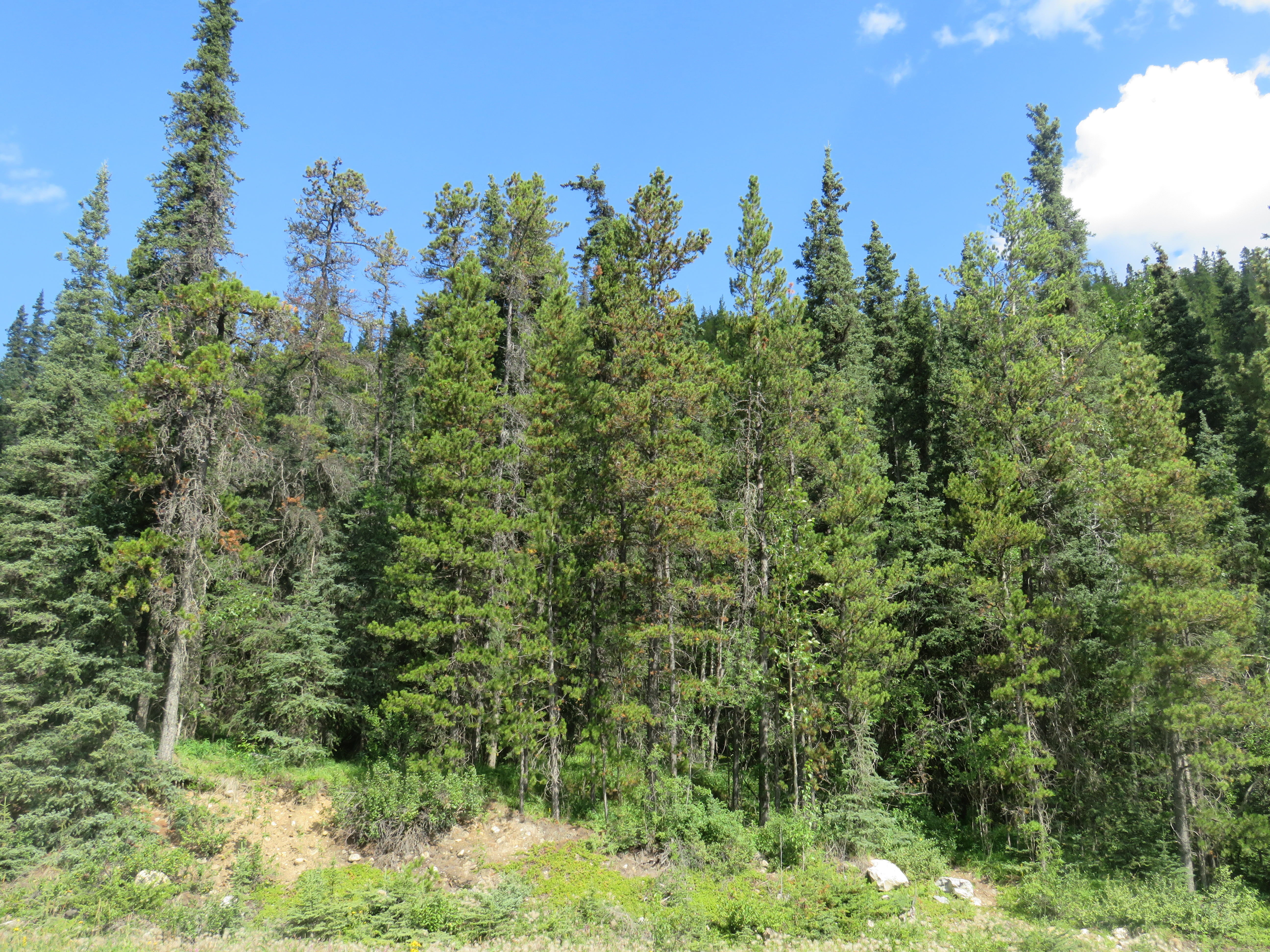Contortatallar växte betydligt snabbare i Sverige jämfört med inhemska tallarter, men även jämfört med contorta i Nordamerika. På bilden ser vi Pinus Contorta i ett bestånd i Kanada. Bild: Anne McIntosh.
