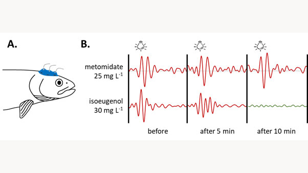 Ritning över experiment och påverkan på fisk av bedövningsmedel.