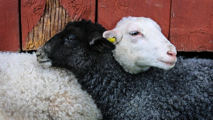 Photo of a black and a white sheep standing with their heads over each other's backs against a red barn wall.