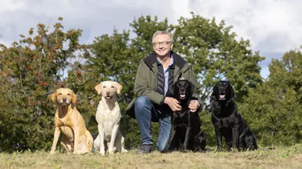 Photo of a man sitting on his haunches (Erling Strandberg, SLU) outdoors on a sunny autumn day with a group of Labrador Retrievers.