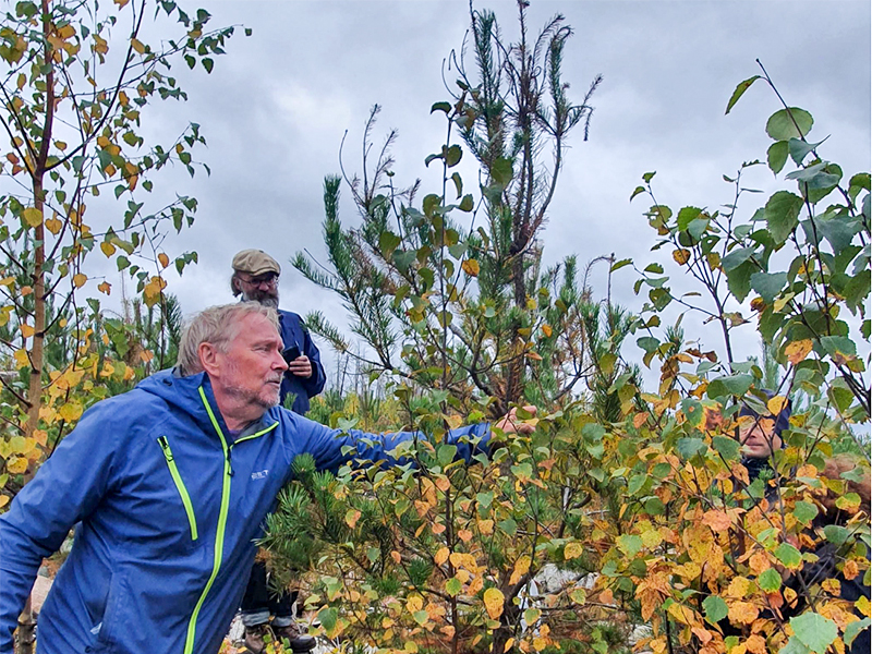 Forskare inspekterar en tall. Foto.