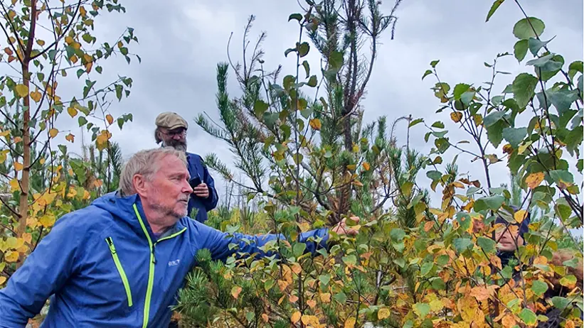Researchers inspecting a pine tree. Photo.