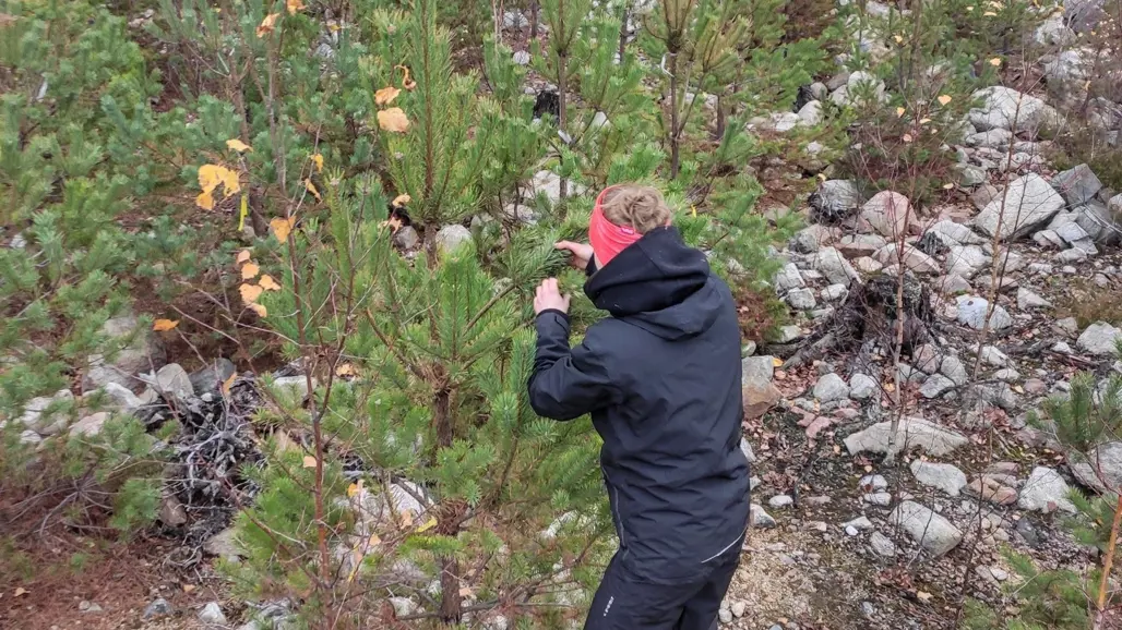 Researcher investigate symptom on pine. Photo.
