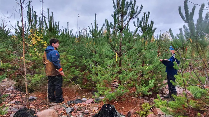 Reaserch team investigate symptom on pine. Photo.