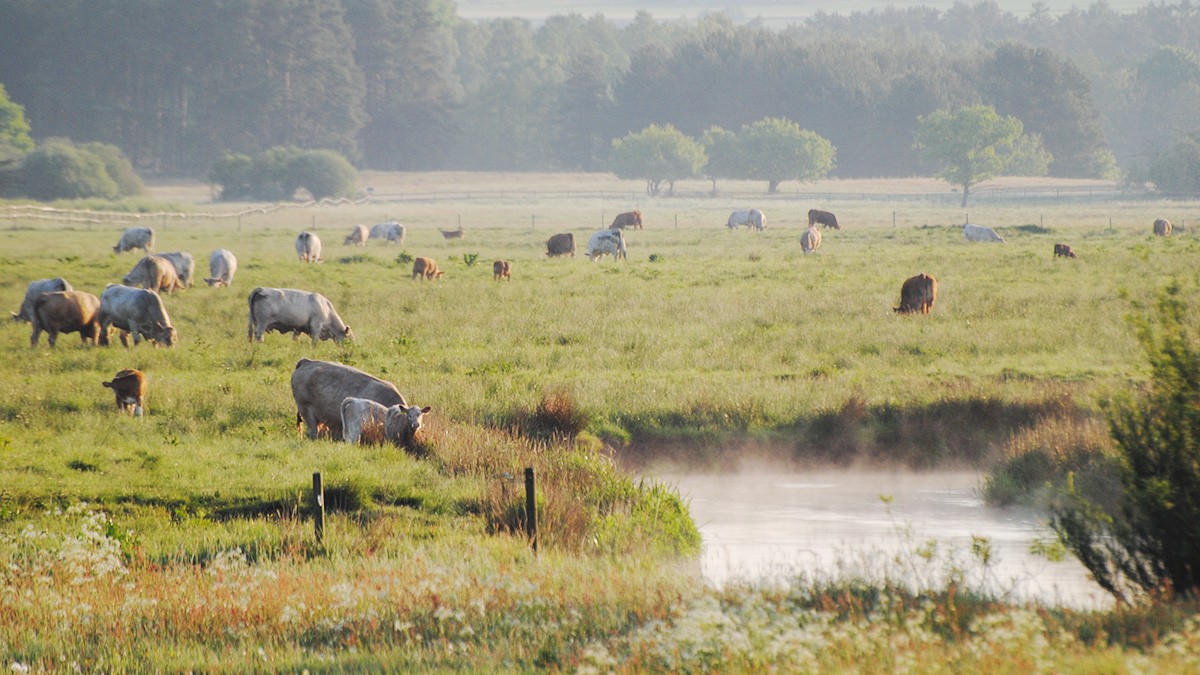 cows on a green field